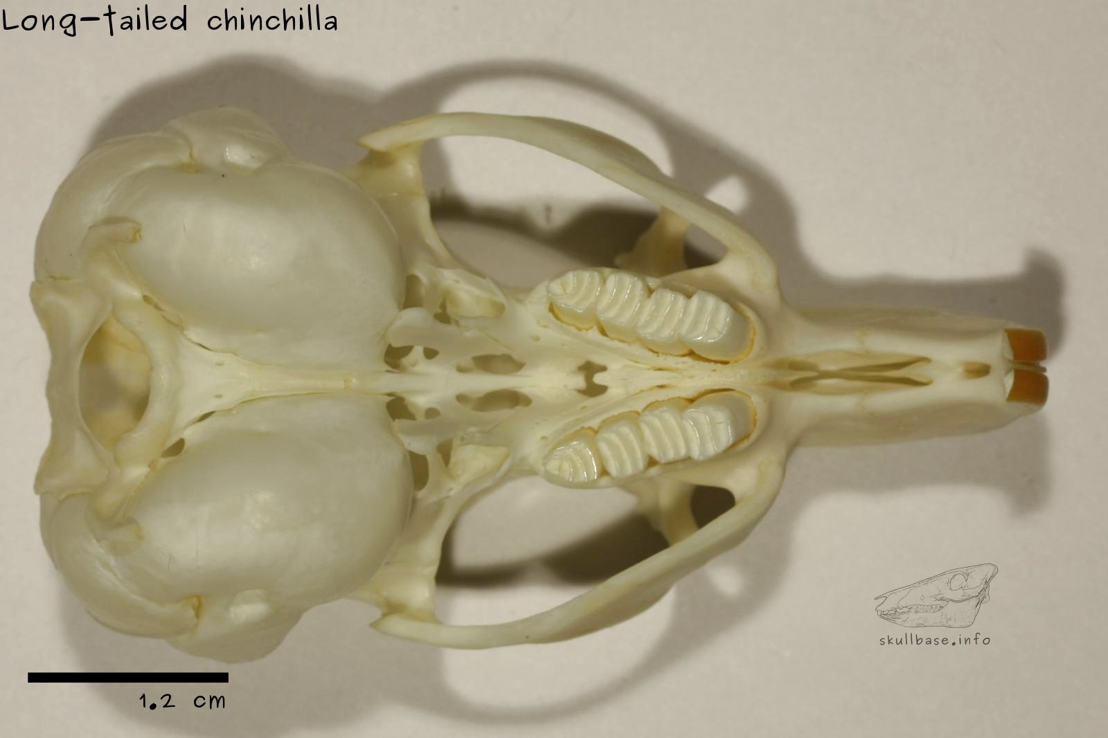 Long-tailed chinchilla (Chinchilla lanigera) skull ventral view