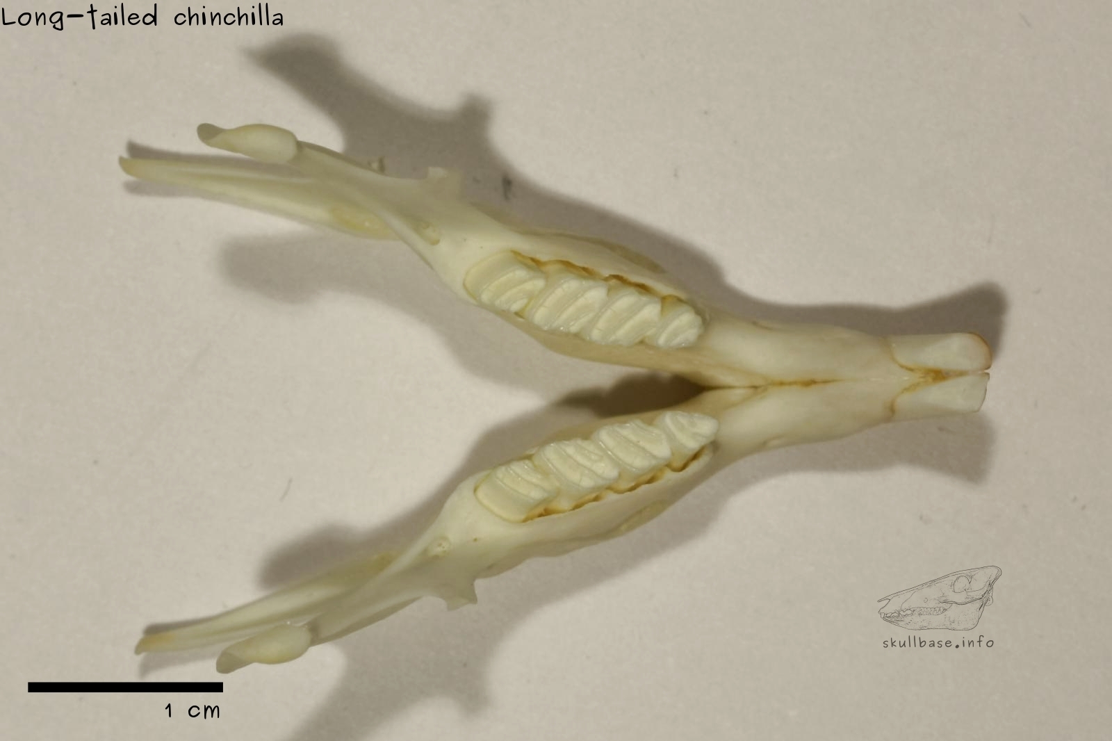 Long-tailed chinchilla (Chinchilla lanigera) jaw