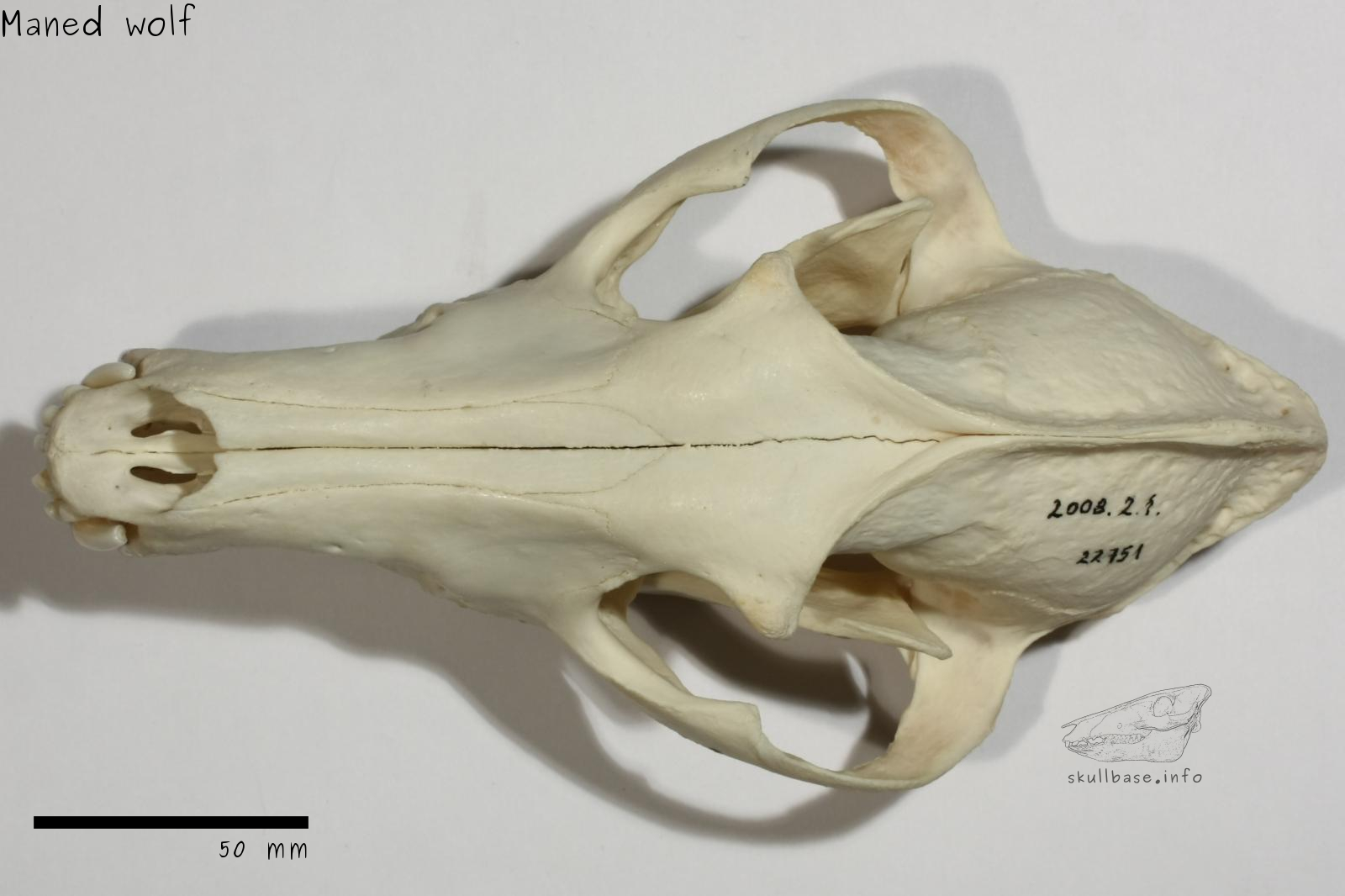 Maned wolf (Chrysocyon brachyurus) skull dorsal view