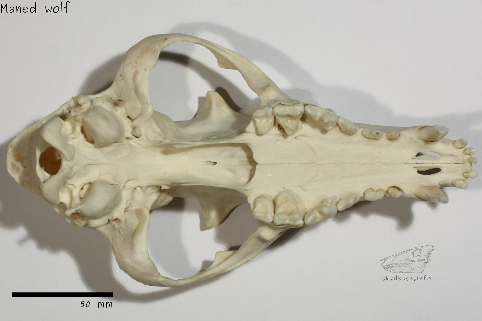 Maned wolf (Chrysocyon brachyurus) skull ventral view