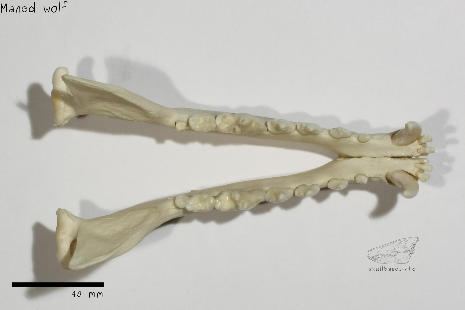 Maned wolf (Chrysocyon brachyurus) jaw