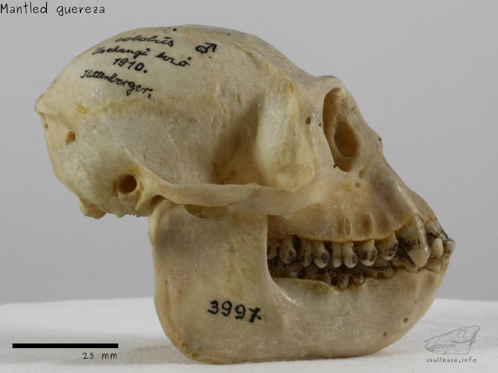 Mantled guereza (Colobus guereza) skull lateral view