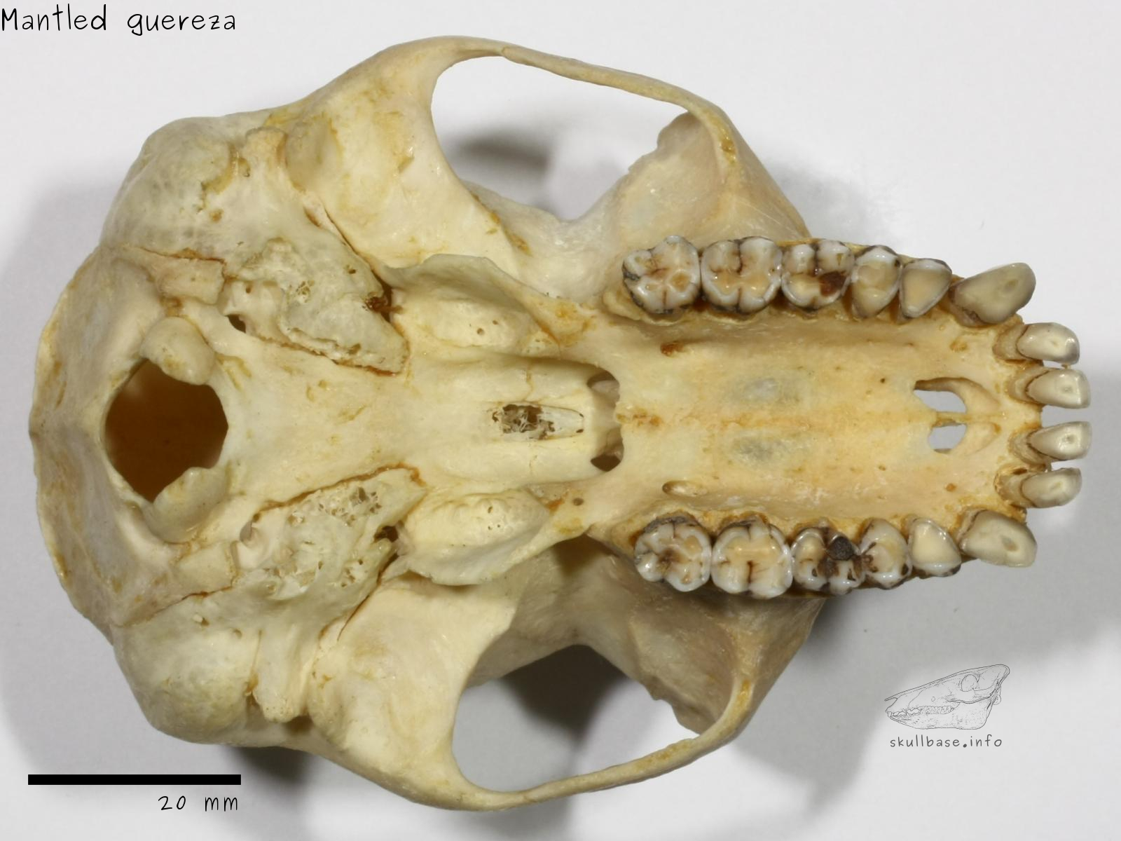 Mantled guereza (Colobus guereza) skull ventral view