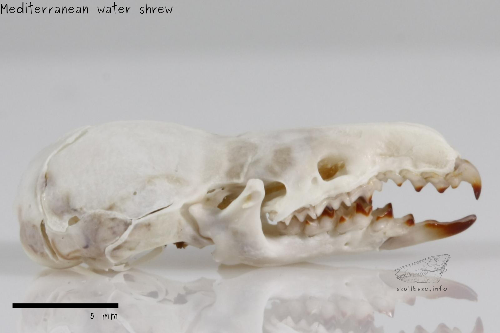 Mediterranean water shrew (Neomys anomalus) skull lateral view