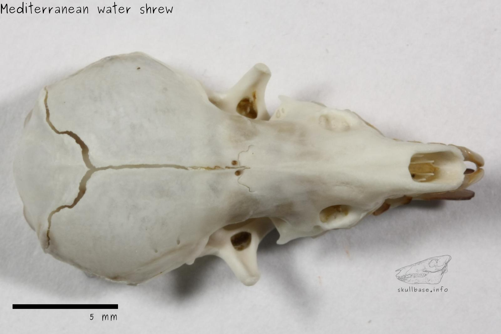 Mediterranean water shrew (Neomys anomalus) skull dorsal view
