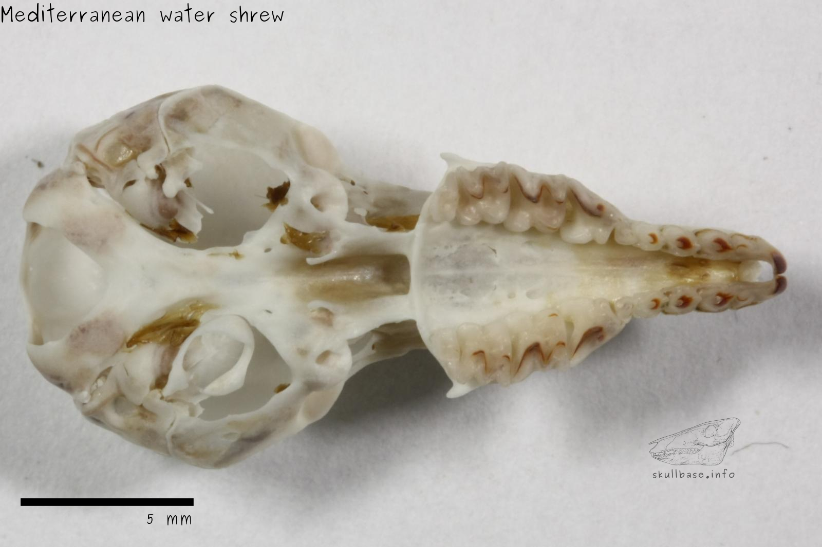 Mediterranean water shrew (Neomys anomalus) skull ventral view