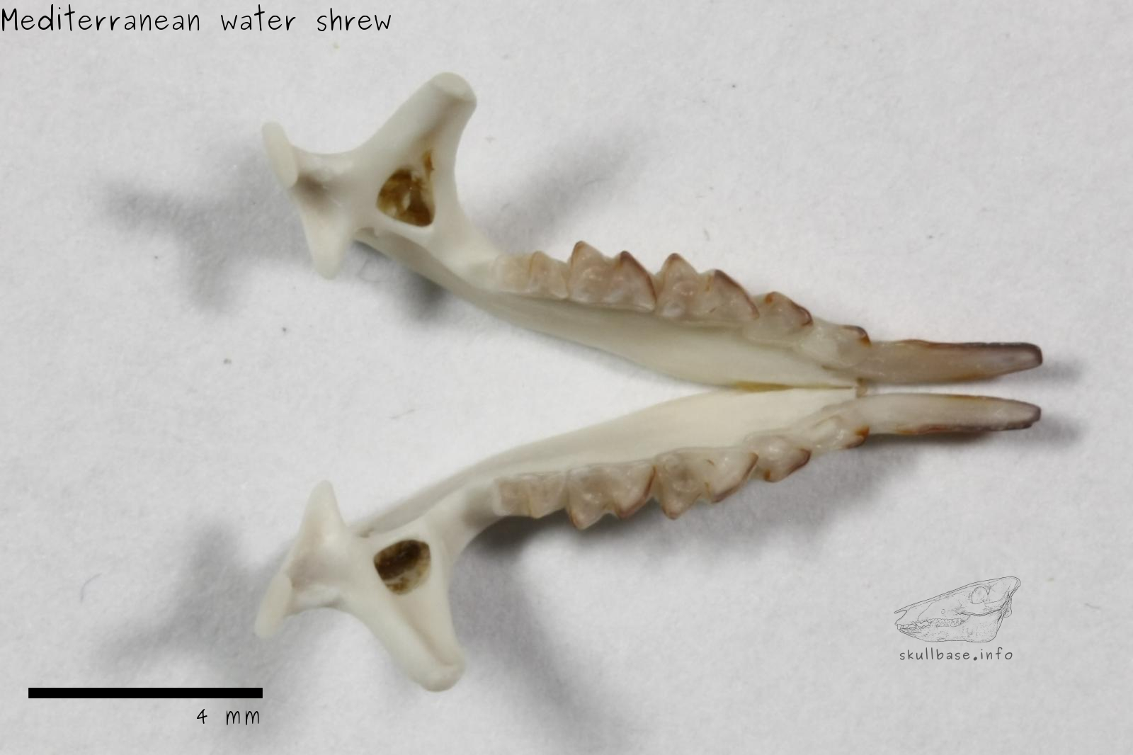 Mediterranean water shrew (Neomys anomalus) jaw