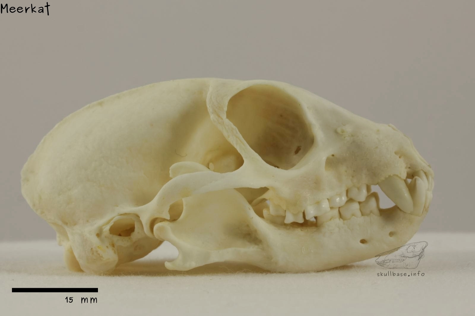 Meerkat (Suricata suricatta) skull lateral view