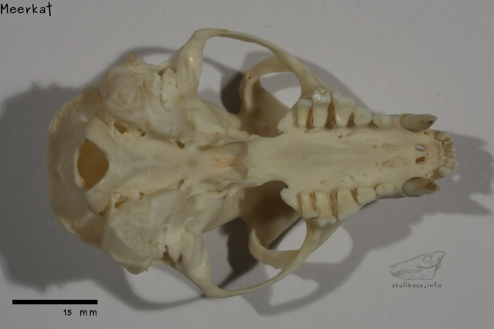 Meerkat (Suricata suricatta) skull ventral view