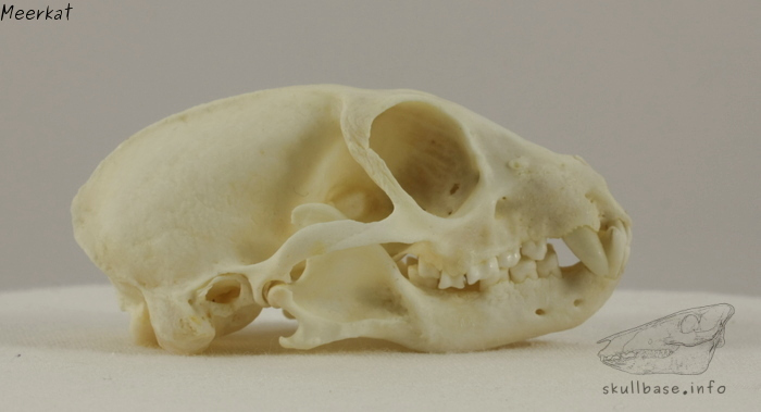 Meerkat (Suricata suricatta)