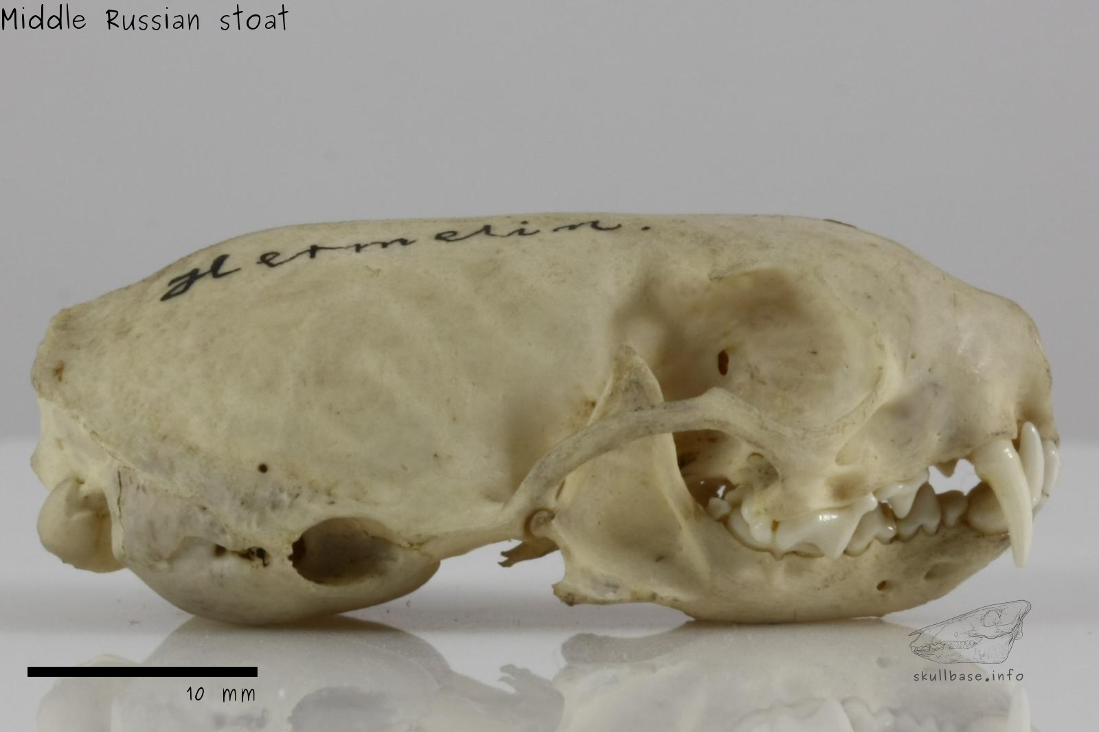 Middle Russian stoat (Mustela erminea aestiva) skull lateral view