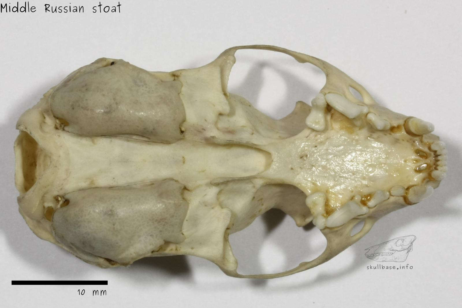 Middle Russian stoat (Mustela erminea aestiva) skull ventral view