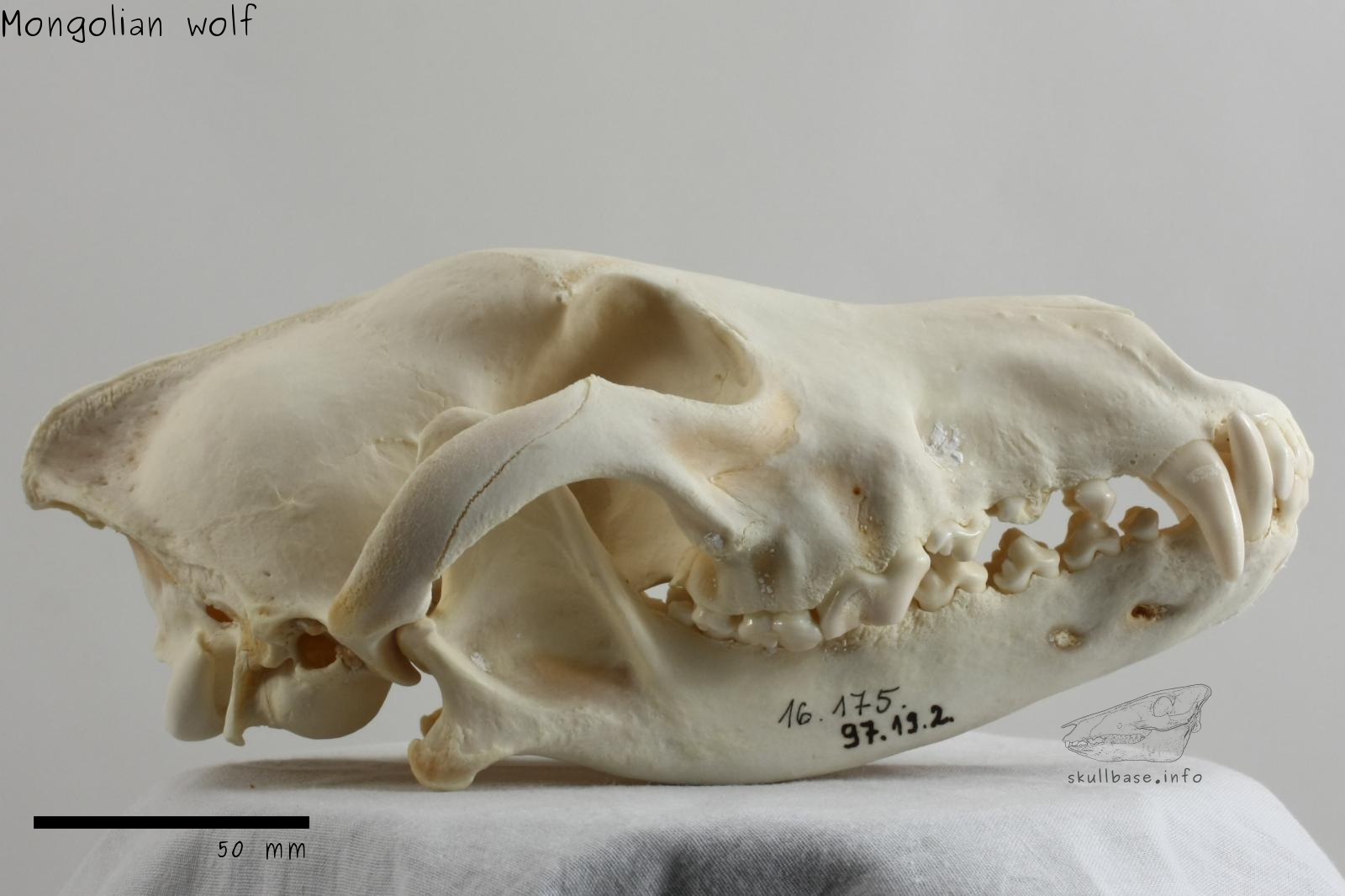 Mongolian wolf (Canis lupus chanco) skull lateral view