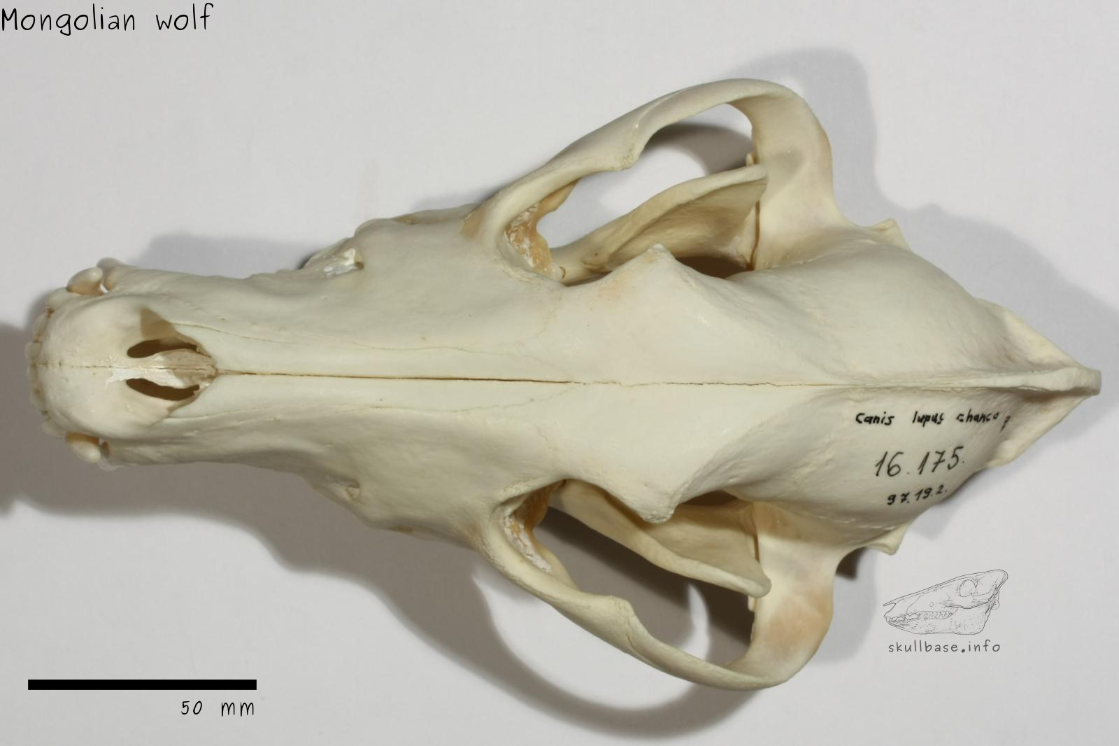 Mongolian wolf (Canis lupus chanco) skull dorsal view