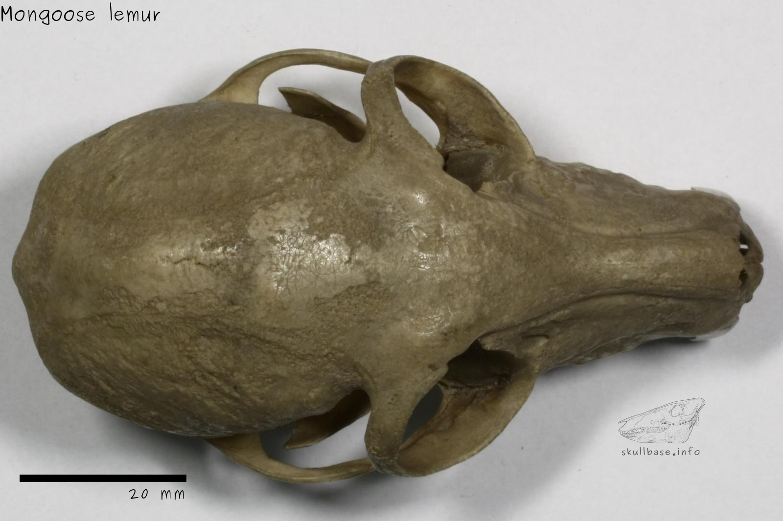 Mongoose lemur (Eulemur mongoz) skull dorsal view