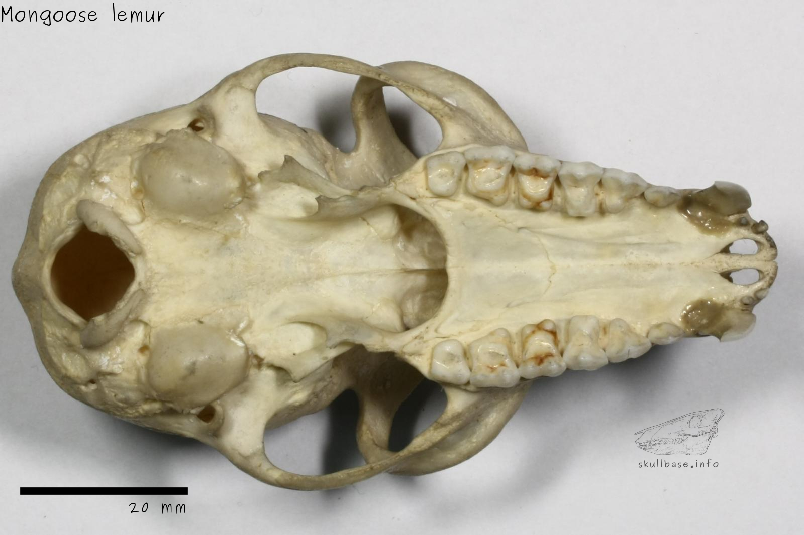 Mongoose lemur (Eulemur mongoz) skull ventral view