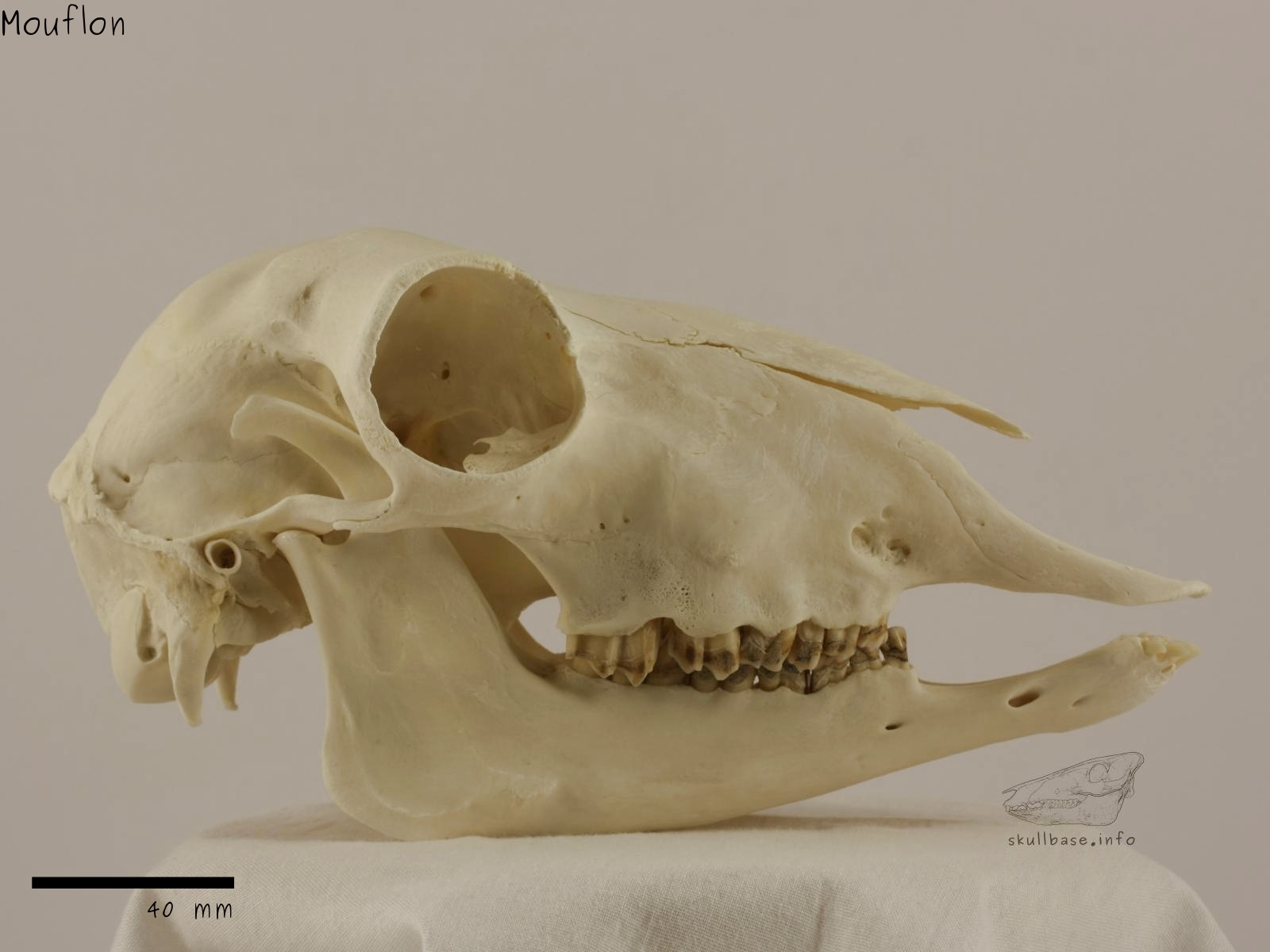 Mouflon (Ovis orientalis orientalis) skull lateral view