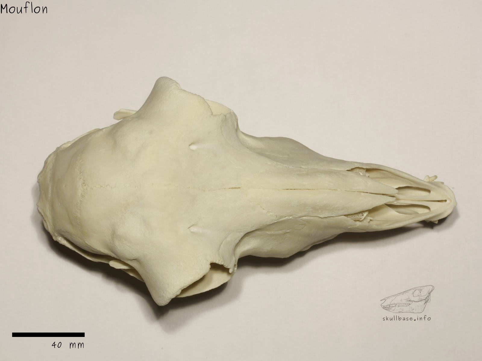 Mouflon (Ovis orientalis orientalis) skull dorsal view