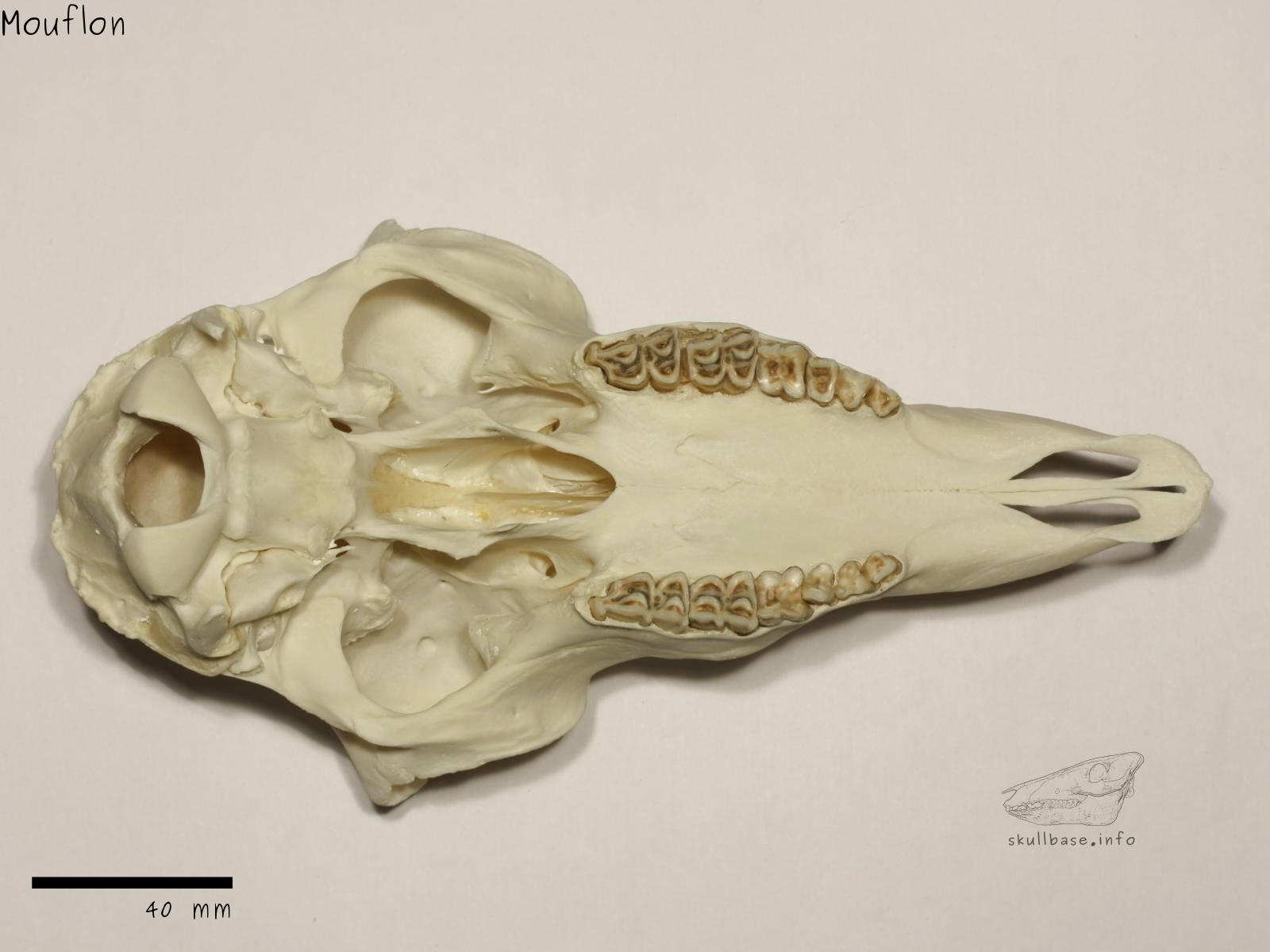 Mouflon (Ovis orientalis orientalis) skull ventral view