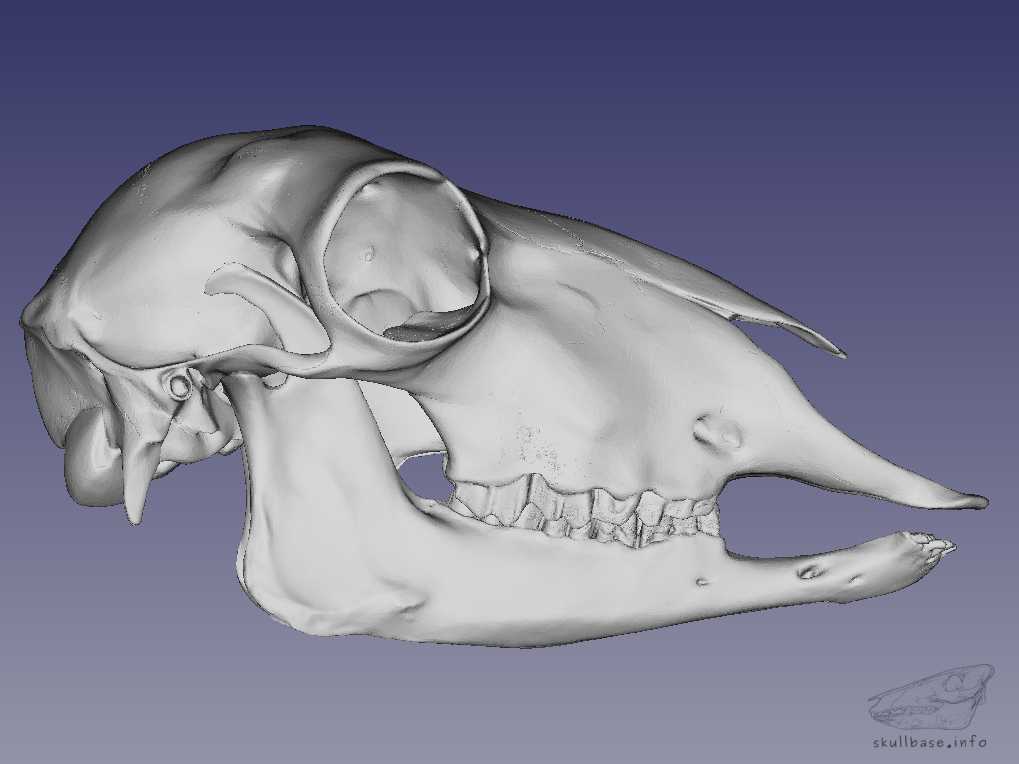 Mouflon (Ovis orientalis orientalis) skull 3D model