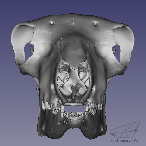 Mouflon (Ovis orientalis orientalis) skull 3D model