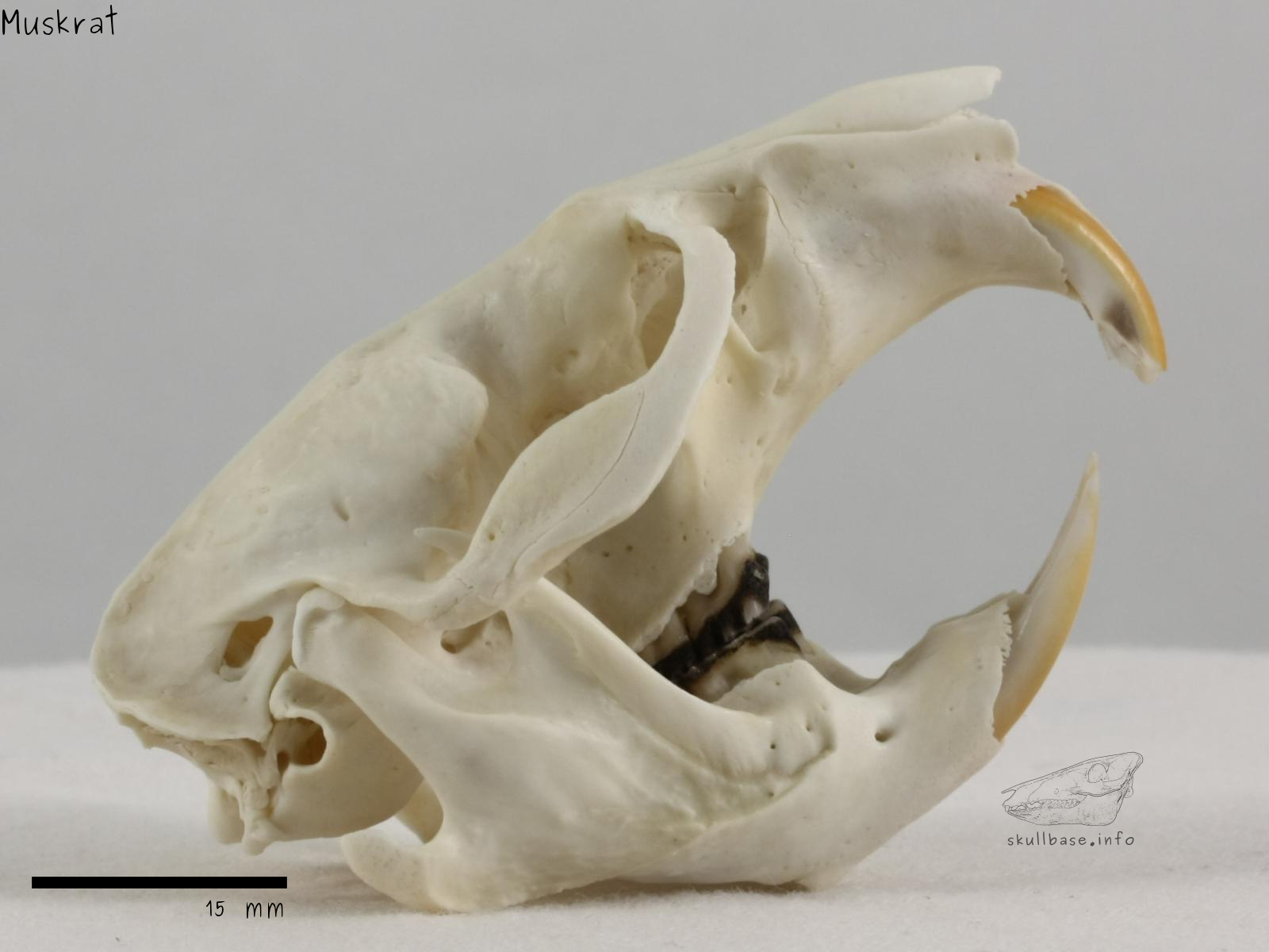 Muskrat (Ondatra zibethicus) skull lateral view