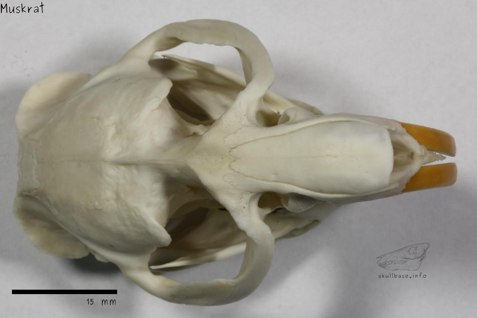 Muskrat (Ondatra zibethicus) skull dorsal view with jaw