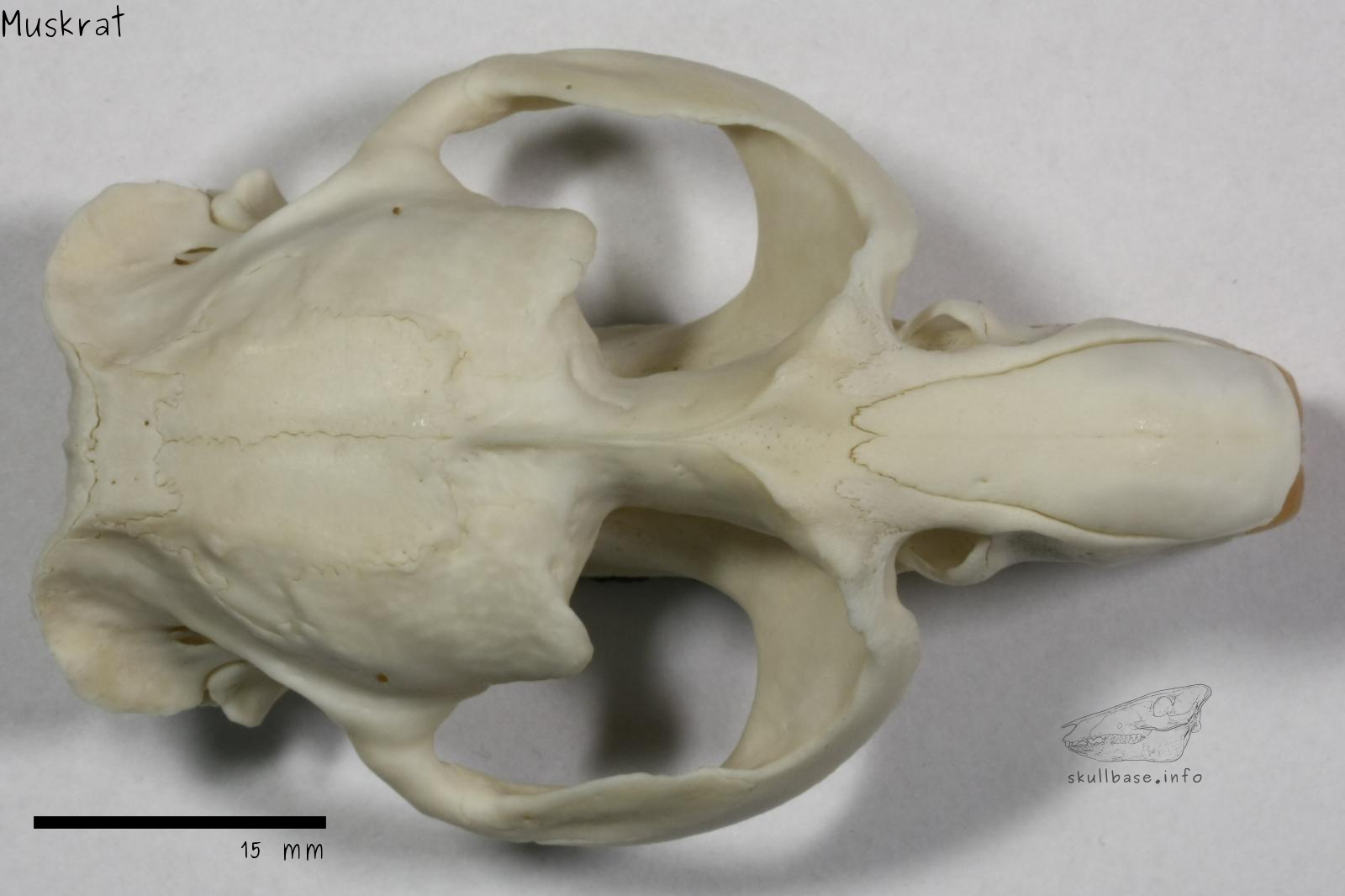 Muskrat (Ondatra zibethicus) skull dorsal view without jaw