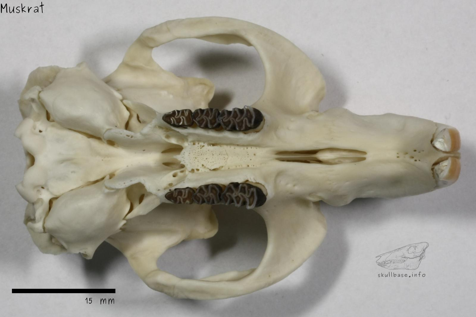 Muskrat (Ondatra zibethicus) skull ventral view
