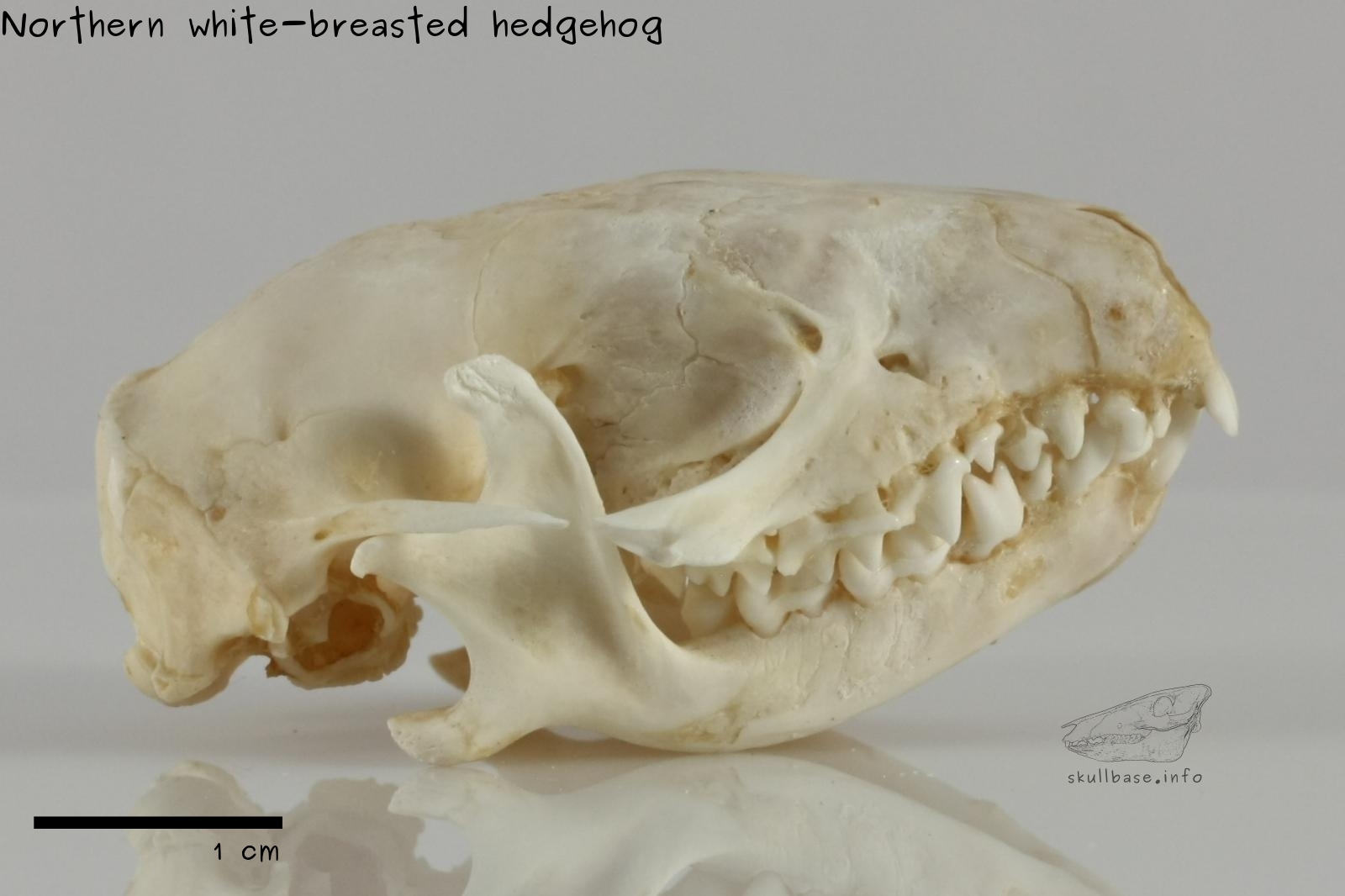 Northern white-breasted hedgehog (Erinaceus roumanicus) skull lateral view
