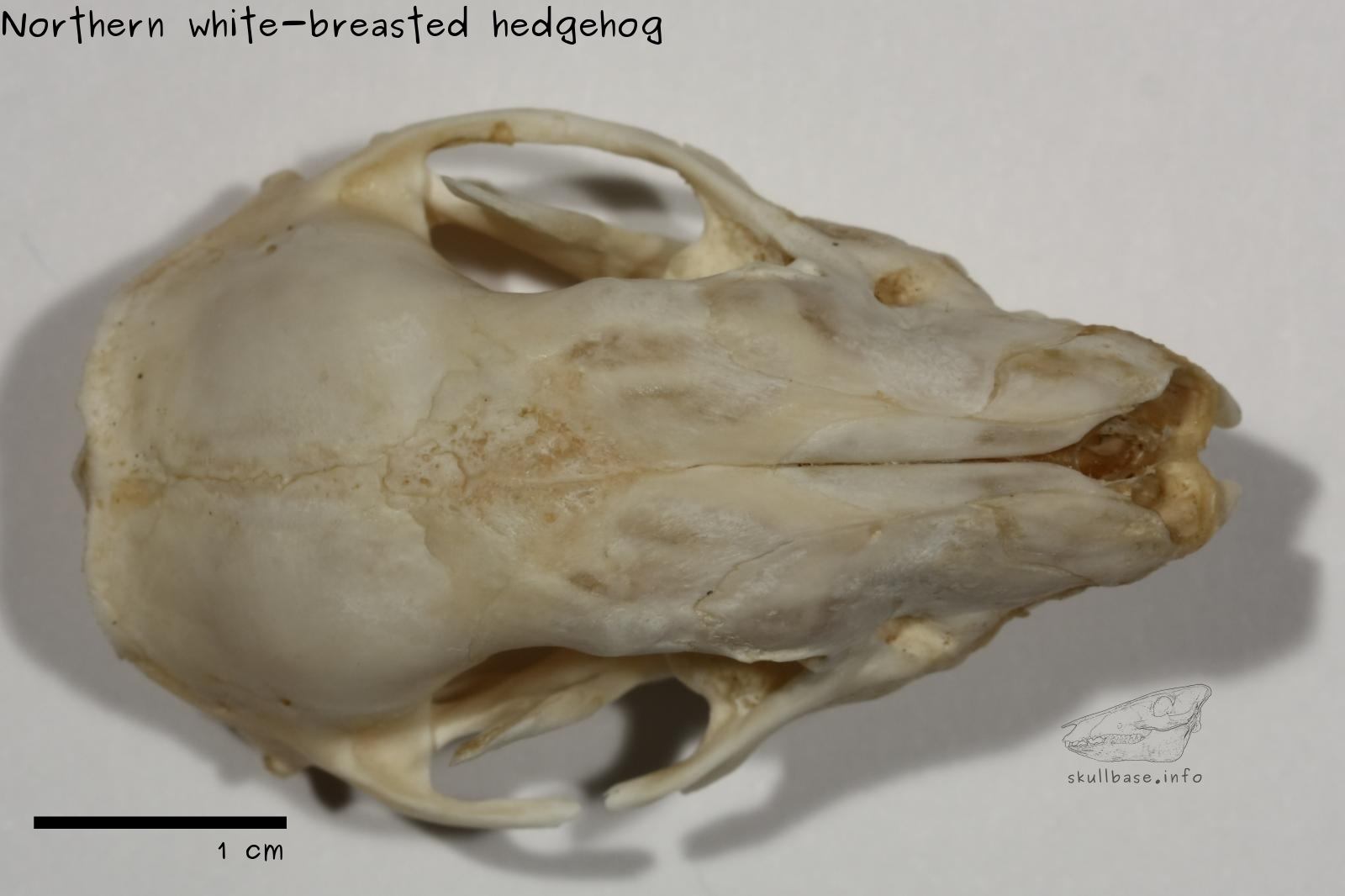 Northern white-breasted hedgehog (Erinaceus roumanicus) skull dorsal view