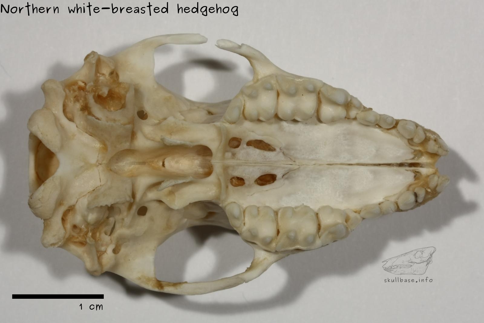 Northern white-breasted hedgehog (Erinaceus roumanicus) skull ventral view