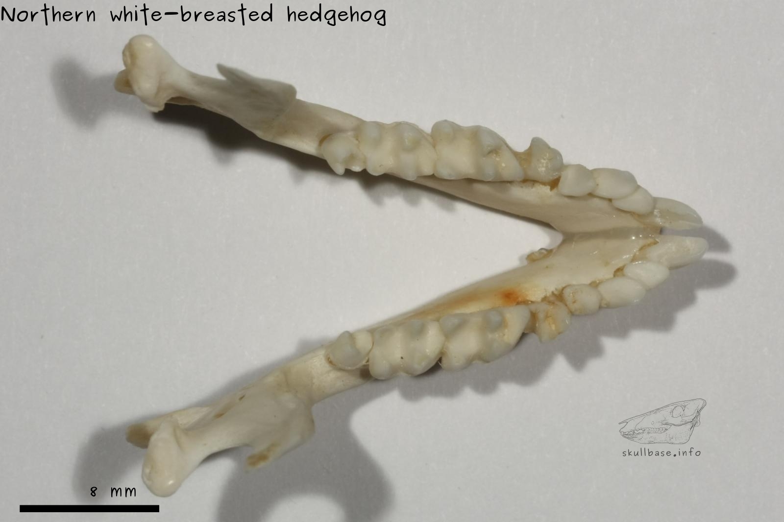 Northern white-breasted hedgehog (Erinaceus roumanicus) jaw
