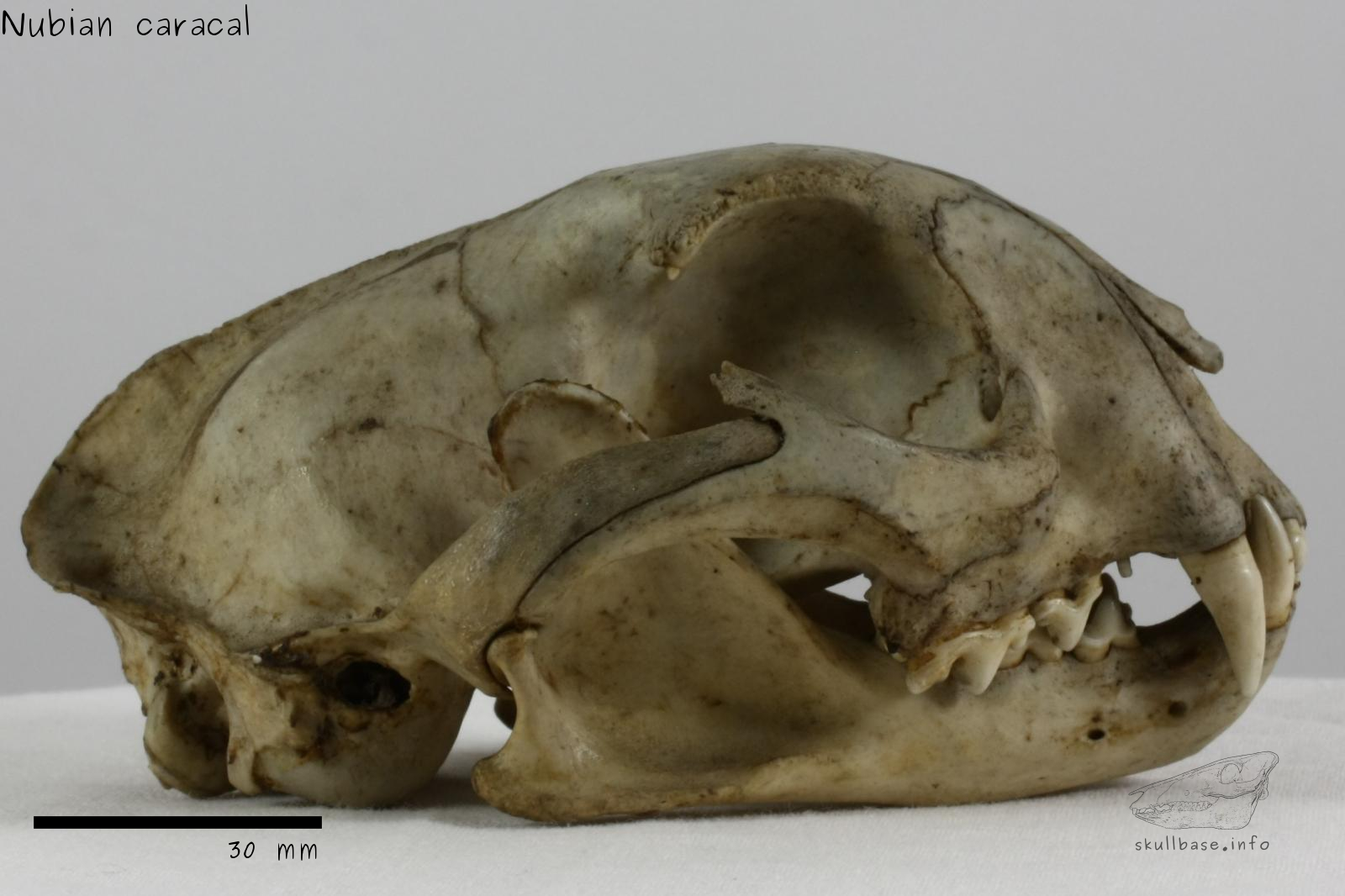 Nubian caracal (Caracal caracal nubica) skull lateral view