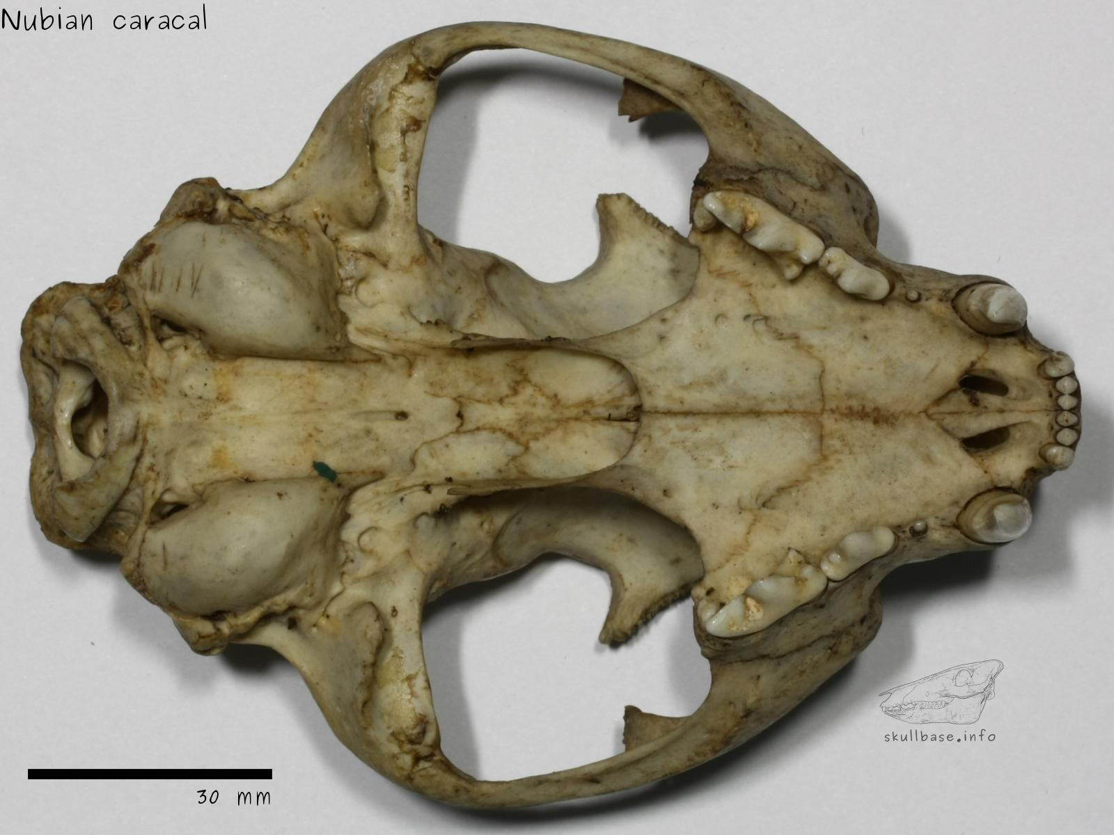 Nubian caracal (Caracal caracal nubica) skull ventral view