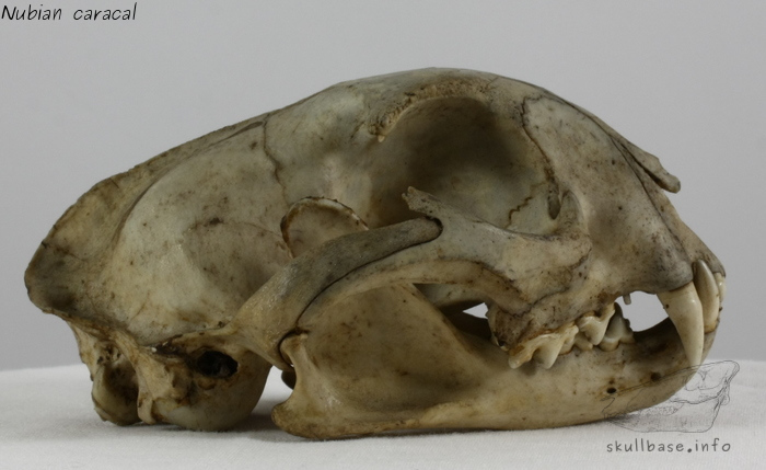 Nubian caracal (Caracal caracal nubica) skull