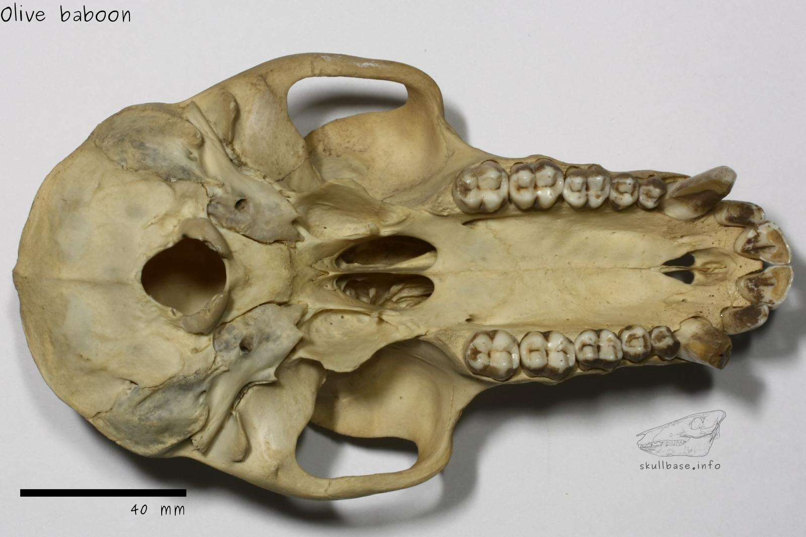 Olive baboon (Papio anubis) skull ventral view