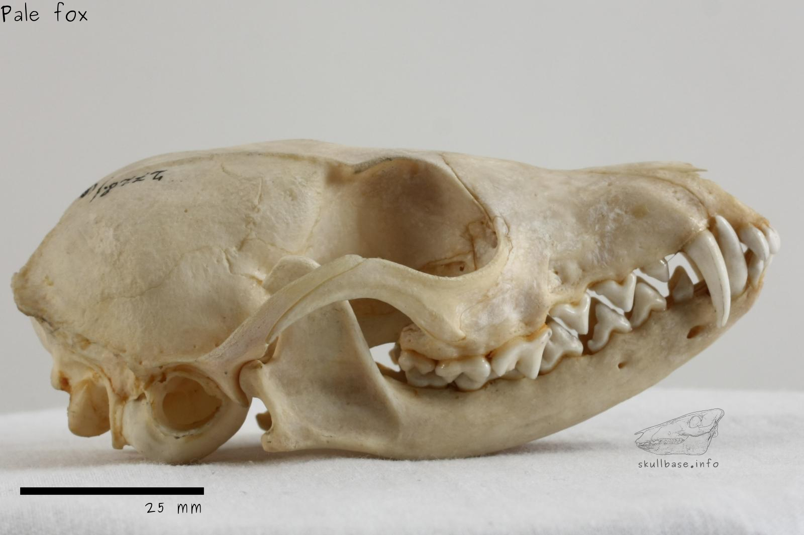 Pale fox (Vulpes pallida) skull lateral view