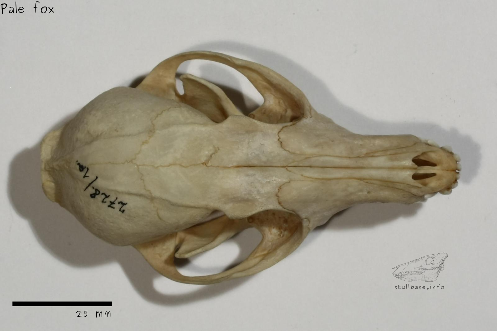 Pale fox (Vulpes pallida) skull dorsal view