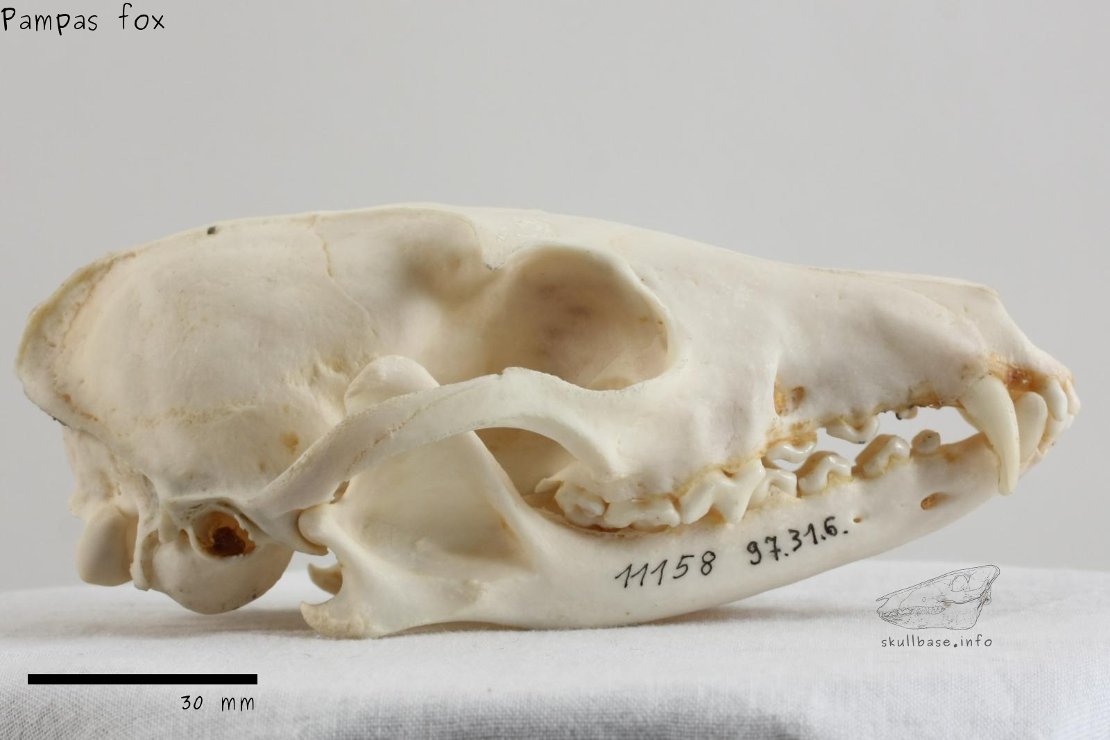 Pampas fox (Lycalopex gymnocercus) skull lateral view