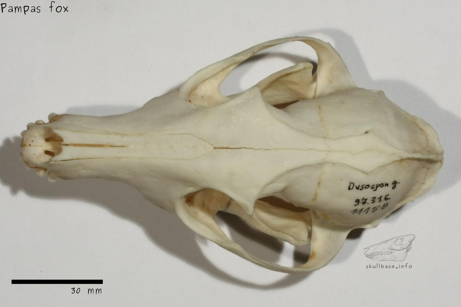 Pampas fox (Lycalopex gymnocercus) skull dorsal view