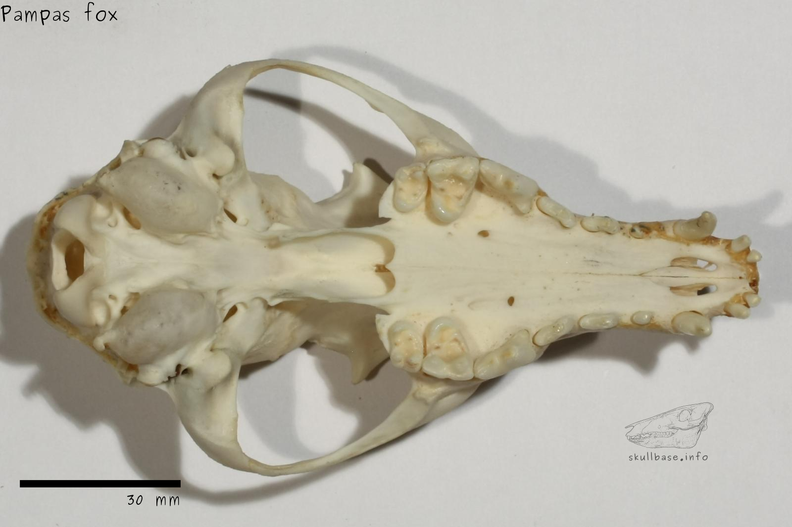 Pampas fox (Lycalopex gymnocercus) skull ventral view