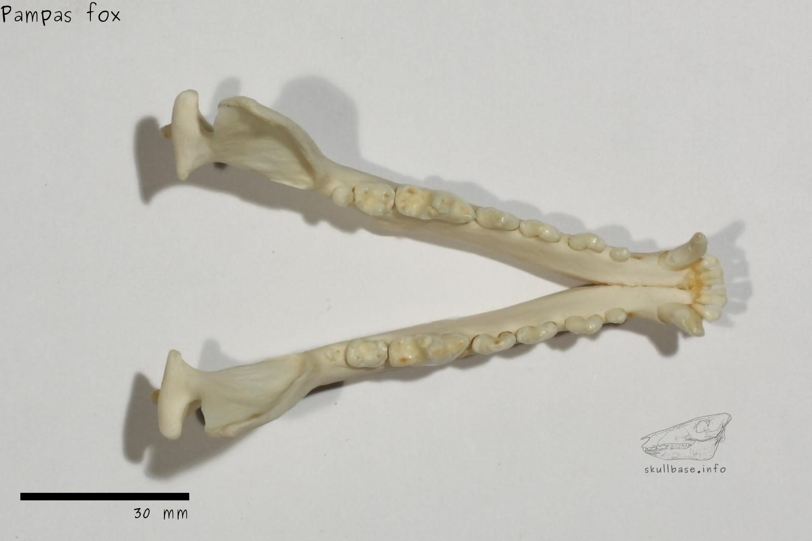 Pampas fox (Lycalopex gymnocercus) jaw