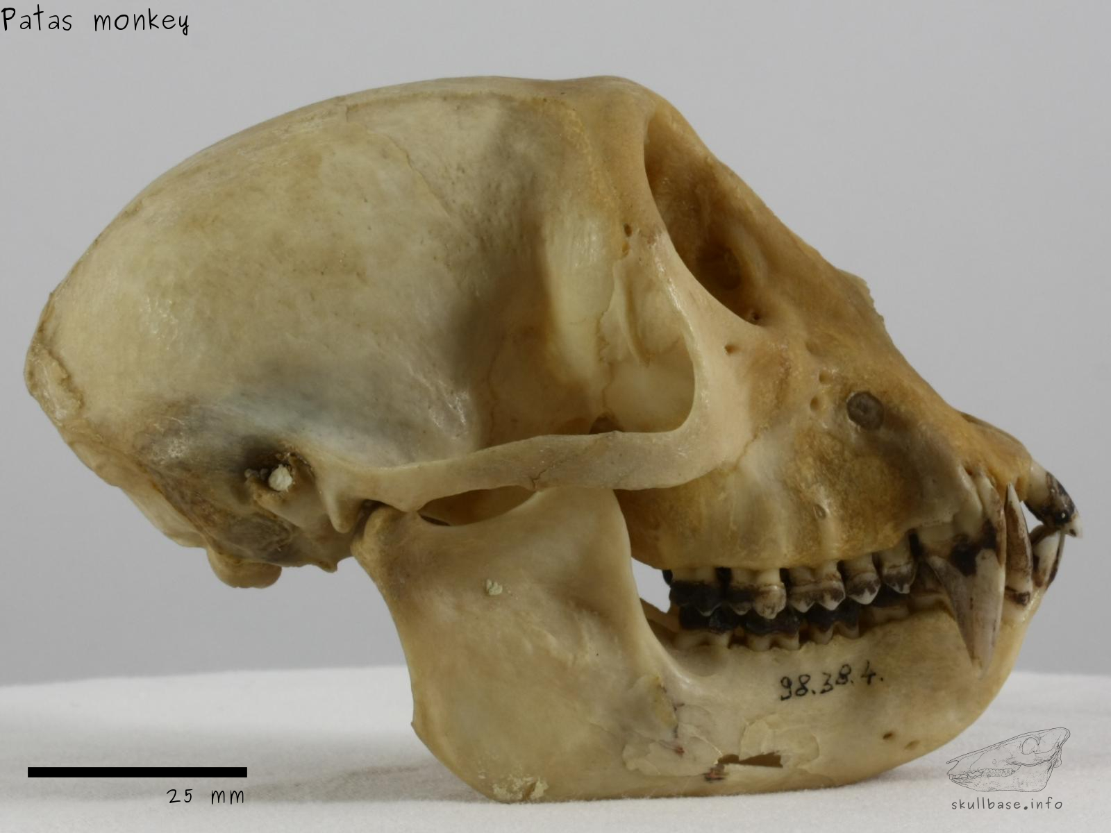 Patas monkey (Erythrocebus patas) skull lateral view