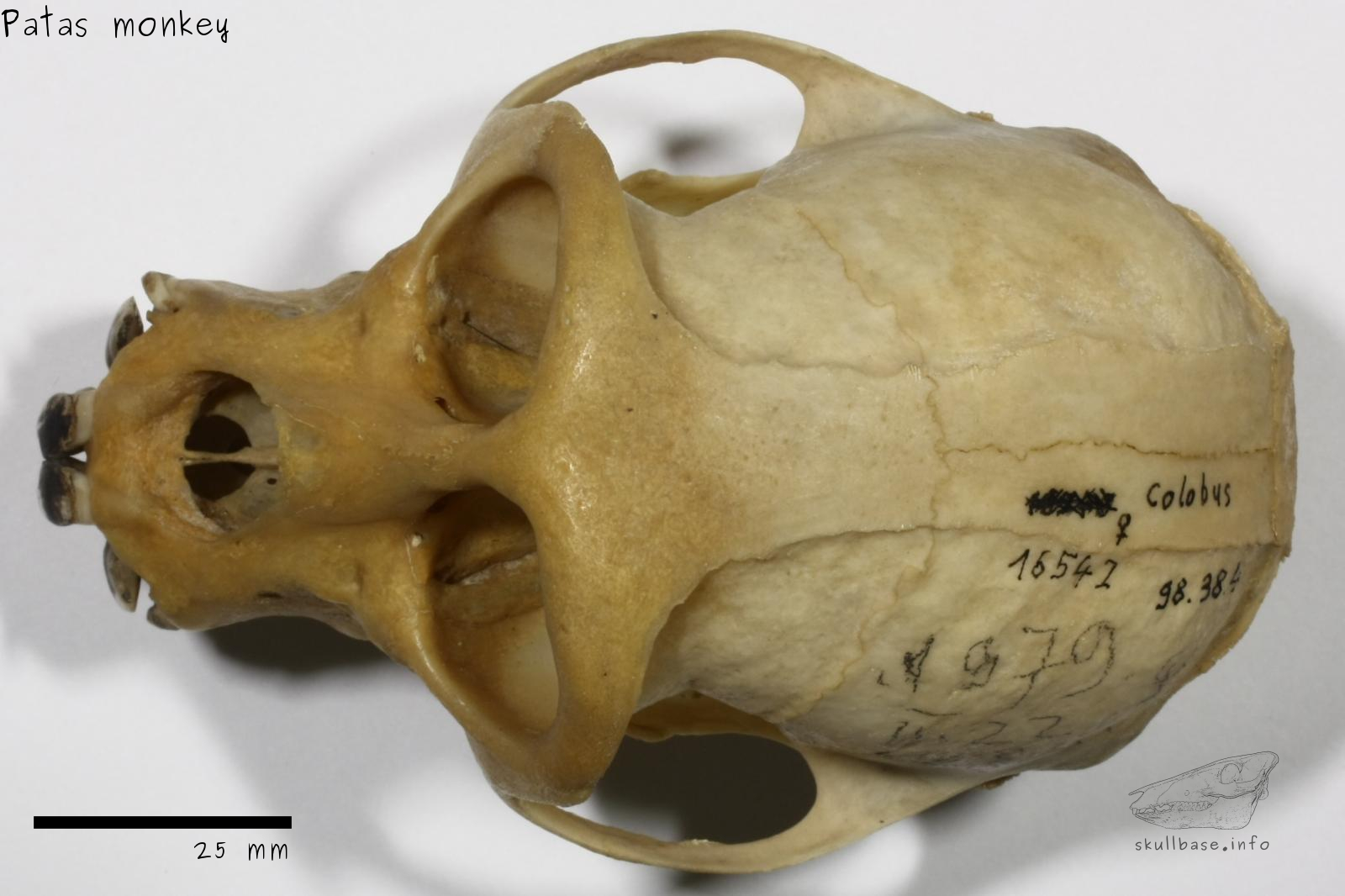Patas monkey (Erythrocebus patas) skull dorsal view