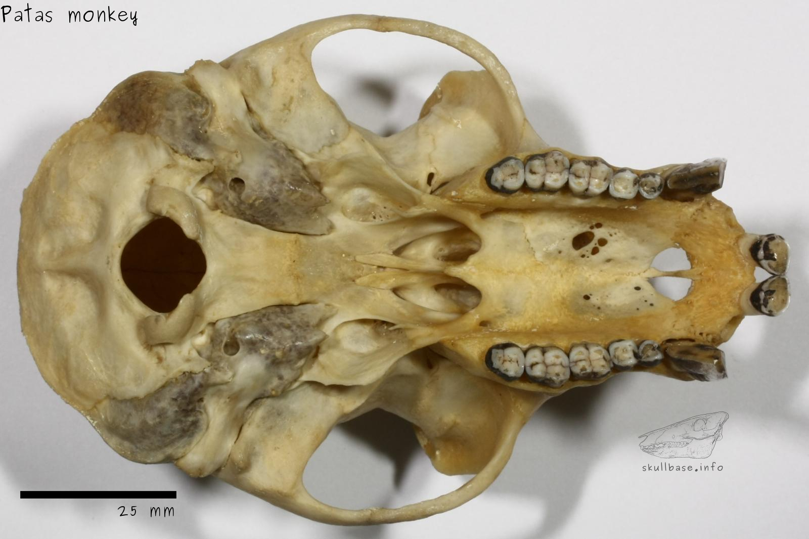 Patas monkey (Erythrocebus patas) skull ventral view