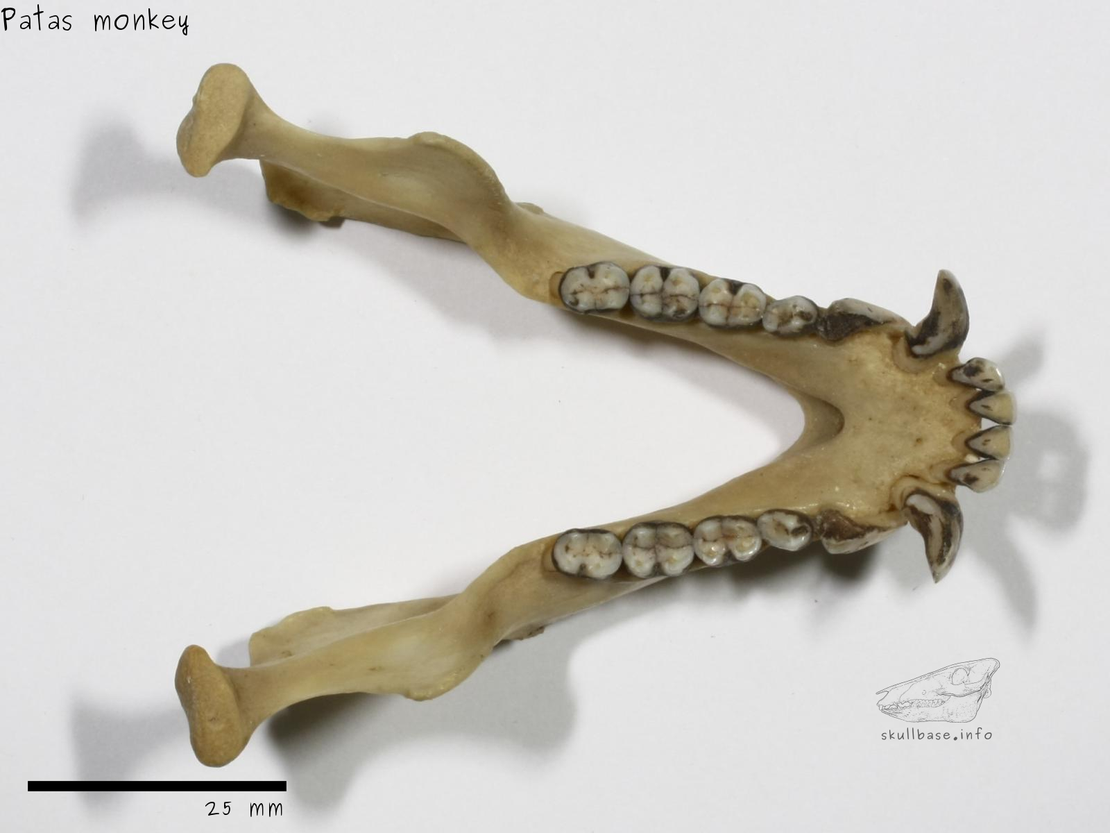 Patas monkey (Erythrocebus patas) jaw