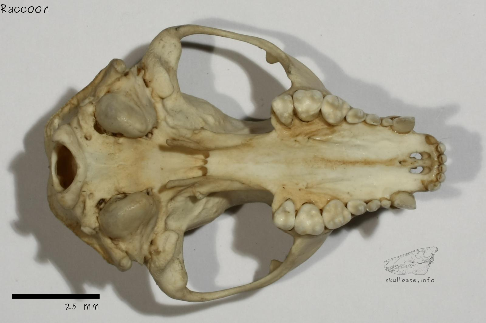 Raccoon (Procyon lotor) skull ventral view