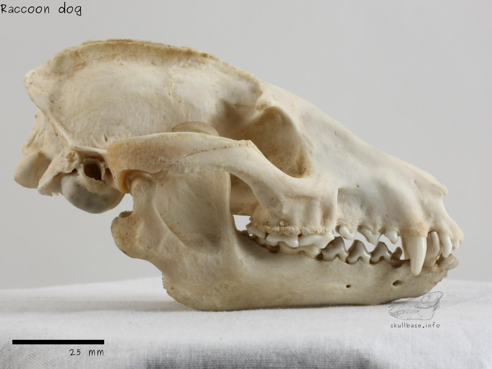 Raccoon dog (Nyctereutes procyonoides) skull lateral view