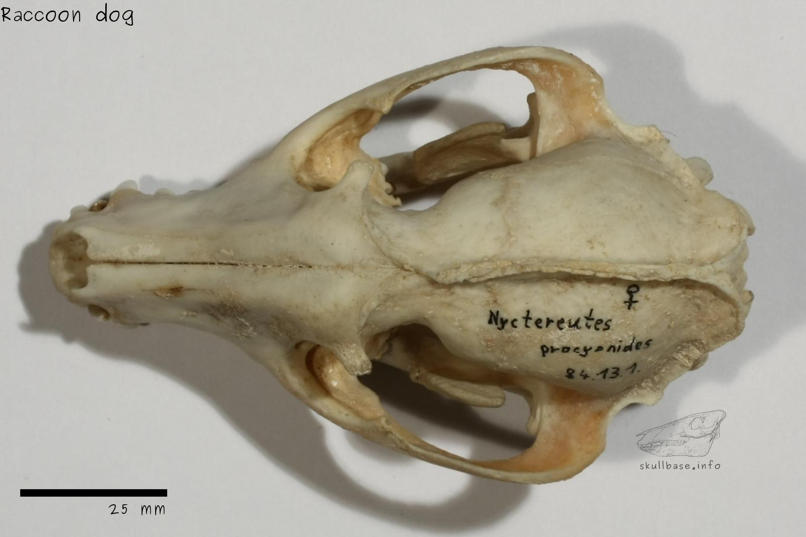 Raccoon dog (Nyctereutes procyonoides) skull dorsal view